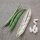 Fagiolo Nano Cannellino (Phaseolus vulgaris) semi