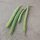 Fagiolo Nano Cannellino (Phaseolus vulgaris) semi