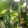 Fagiolo Nano Cannellino (Phaseolus vulgaris) semi
