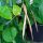 Dolico dallocchio nero (Vigna unguiculata) semi