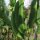 Fagiolo di Lima (Phaseolus lunatus) semi