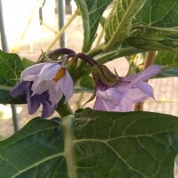 Melanzana etiope (Solanum aethiopicum)