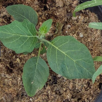 Melanzana etiope (Solanum aethiopicum) semi