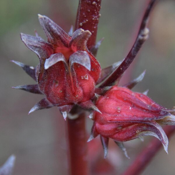 Roselle/ malva africana (Hibiscus sabdariffa) semi