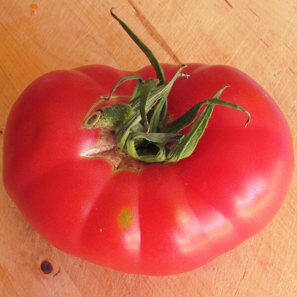 Pomodoro Rosa di Berna (Solanum lycopersicum) biologico semi