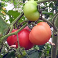 Pomodoro Rosa di Berna (Solanum lycopersicum) biologico semi