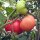 Pomodoro Rosa di Berna (Solanum lycopersicum) biologico semi