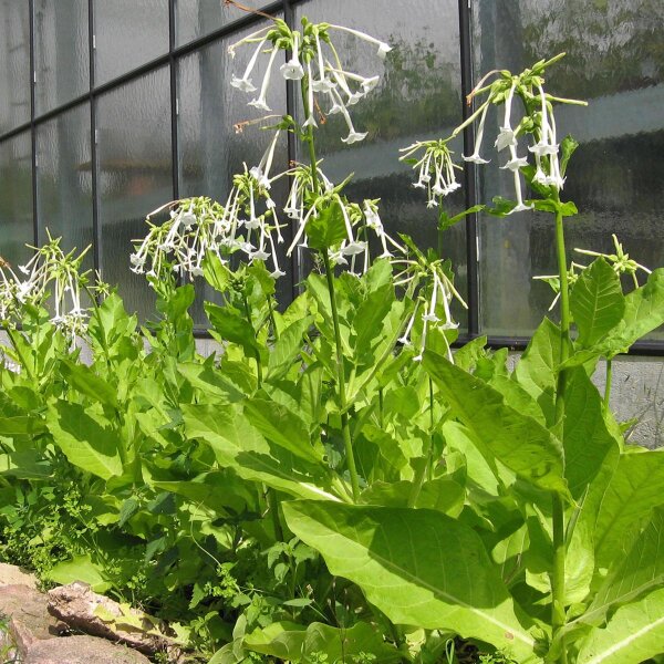 Tabacco silvestre (Nicotiana sylvestris) semi