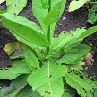 Tabacco silvestre (Nicotiana sylvestris) semi