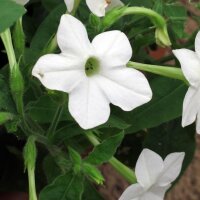 Tabacco silvestre (Nicotiana sylvestris) semi