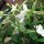 Tabacco silvestre (Nicotiana sylvestris) semi