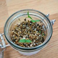 Peperoncino Habanero Dulce (Capsicum chinense) semi