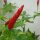 Peperoncino Piri Piri (Capsicum frutescens) semi