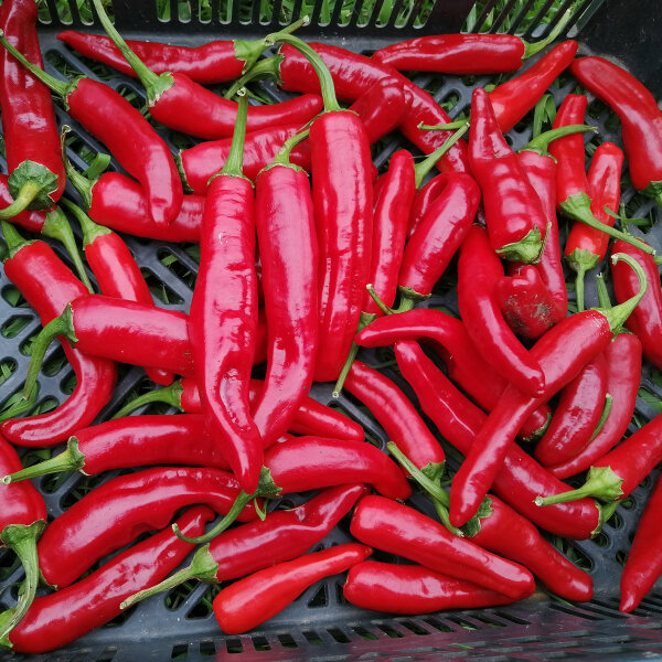 Peperoncino Guajillo (Capsicum annuum) semi