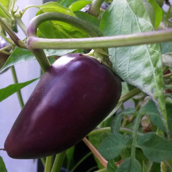 Peperoncino Czech Black (Capsicum annuum) semi