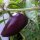 Peperoncino Czech Black (Capsicum annuum) semi