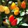 Peperoncino Korean Hot (Capsicum annuum) semi