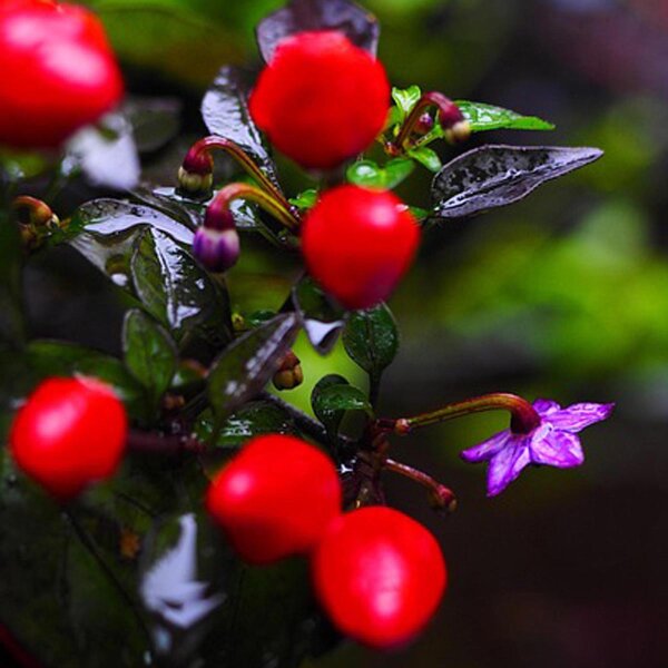 Peperoncino Arizona (Capsicum annuum) semi