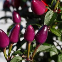 Peperoncino Peruvian Purple (Capsicum frutescens) semi
