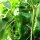 Peperoncino Monkeyface (Capsicum annuum) semi