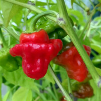 Peperoncino Mini Bonnet Red (Capsicum annuum) semi