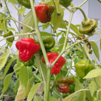 Peperoncino Mini Bonnet Red (Capsicum annuum) semi