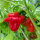 Peperoncino Mini Bonnet (Capsicum annuum) semi