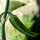 Peperoncino Fish Pepper (Capsicum annuum) semi