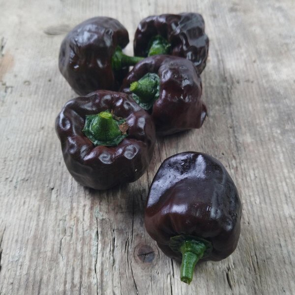 Peperoncino Chilhuacle Negro (Capsicum annuum) semi