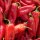 Peperoncino Rosso Grande di Spagna (Capsicum annuum) semi