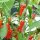 Peperoncino della foresta tropicale Mazaroni (Capsicum annuum) semi