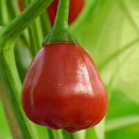 Peperoncino Speedball (Capsicum baccatum)