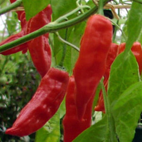 Peperoncino Aji Verde (Capsicum baccatum) semi