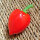 Peperoncino Inca Red Drop (Capsicum baccatum) semi