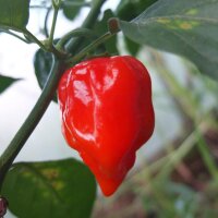 Peperoncino Habanero Red Savina (Capsicum chinense) semi
