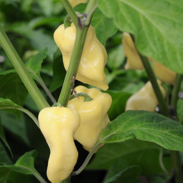 Peperoncino Habanero bianco (Capsicum chinense) semi