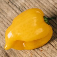 Peperoncino Habanero Hot Lemon (Capsicum chinense) semi