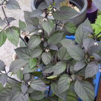 Peperoncino Pimenta Da Neyde (Capsicum chinense x annuum) semi