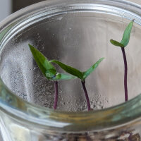 Peperoncino Pimenta Da Neyde (Capsicum chinense x annuum) semi