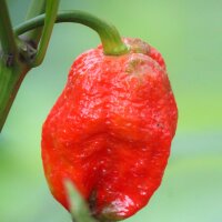 Peperoncino Trinidad Scorpion (Capsicum chinense) semi