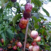 Peperoncino Habanero Peach (Capsicum chinense) semi