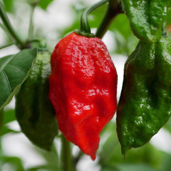 Peperoncino 7 Pot (Capsicum chinense) semi