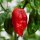 Peperoncino 7 Pot (Capsicum chinense) semi