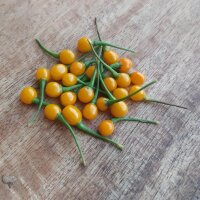 Peperoncino Pingo De Ouro (Capsicum chinense) semi