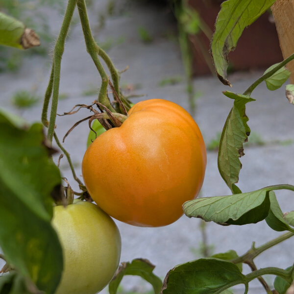 Pomodoro Cuore di Ashgabat (Solanum lycopersicum) semi