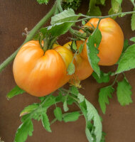 Pomodoro Cuore di Ashgabat (Solanum lycopersicum) semi