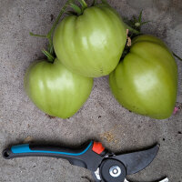 Pomodoro Cuore di Ashgabat (Solanum lycopersicum) semi