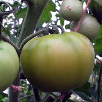 Pomodoro Persimmon (Solanum lycopersicum) semi