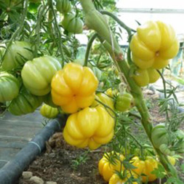 Pomodoro Giallo Della Pera, Solanum Lycopersicum Immagine Stock - Immagine Di Vite, Frutte: 48773803 - Foto 7