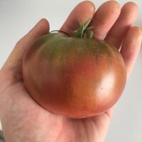 Pomodoro Carbone (Solanum lycopersicum)